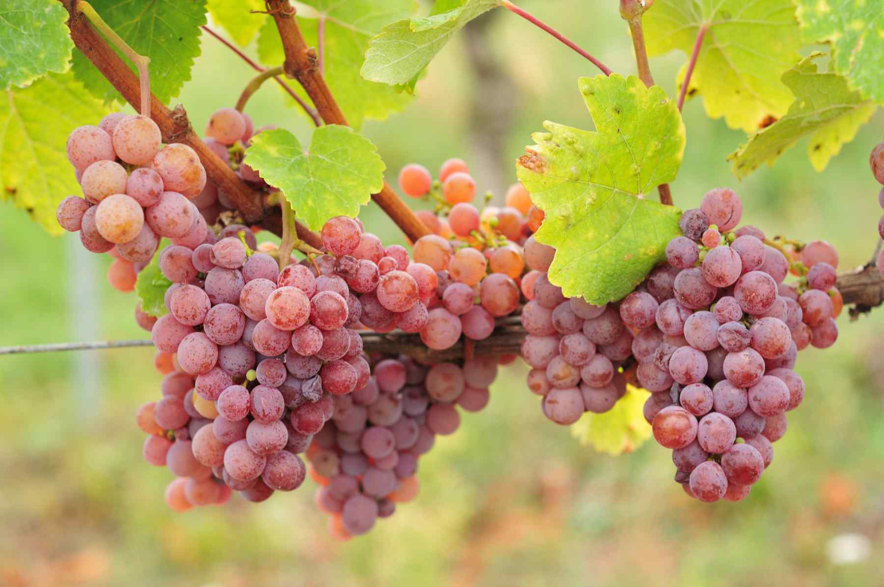 Gewürztraminer – eine Vielfalt von Geschmäckern und Aromen